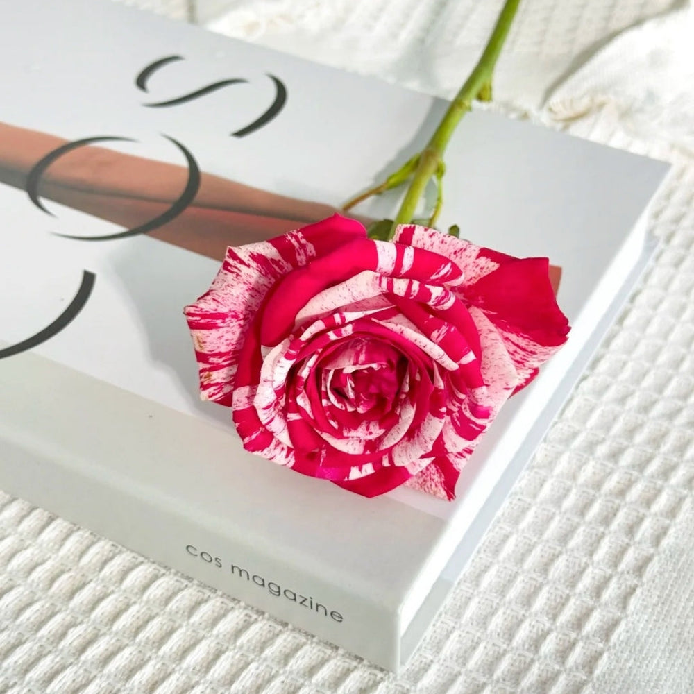 Aquarius Rose