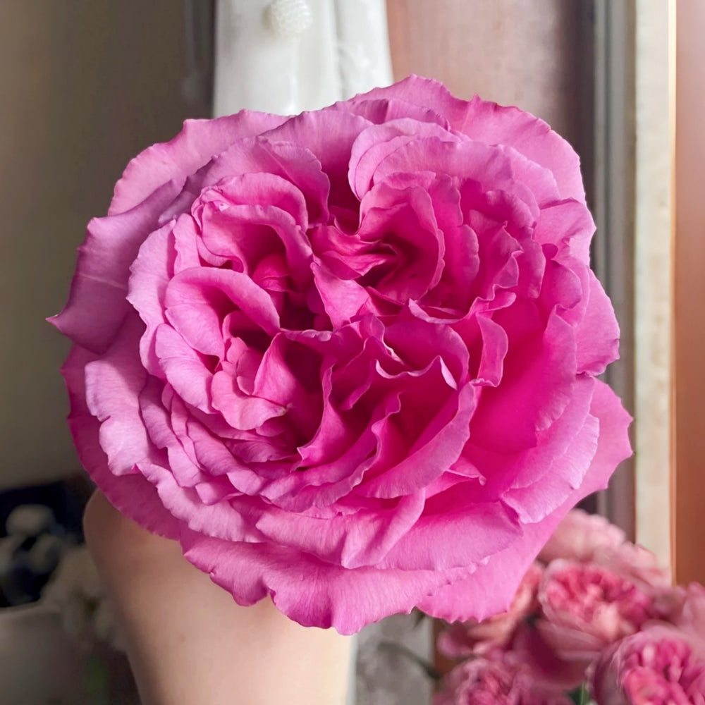 Aromatique Rose