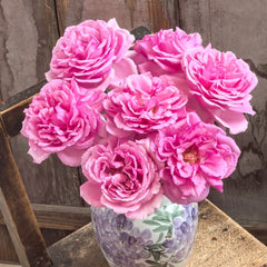 Aromatique Rose