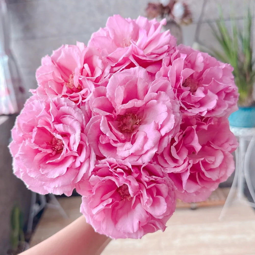 Aromatique Rose