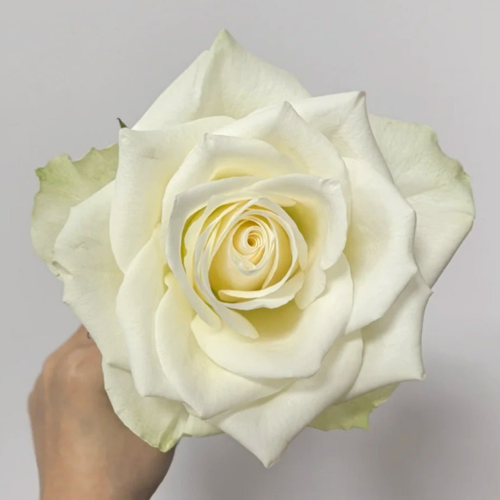 Athena Kordana Rose