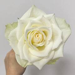 Athena Kordana Rose