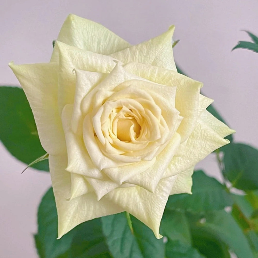 Athena Kordana Rose