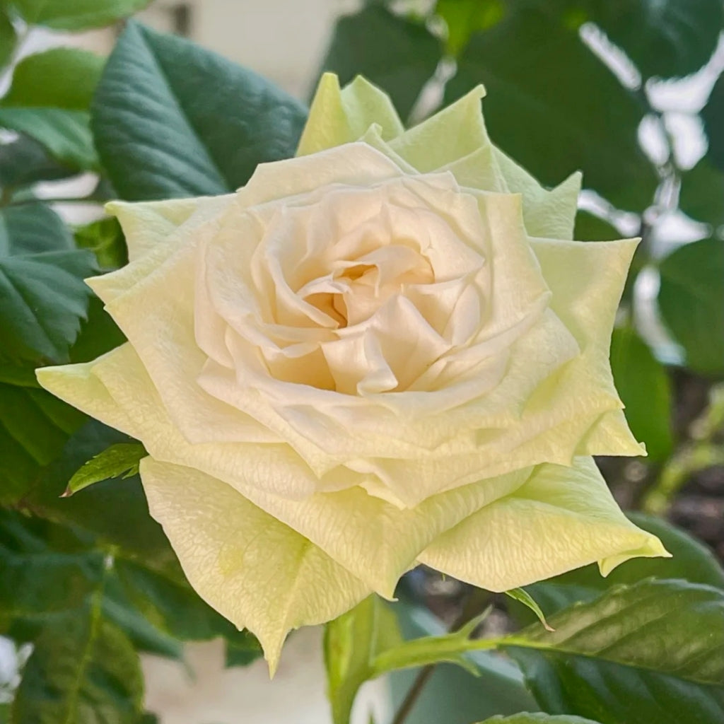 Athena Kordana Rose