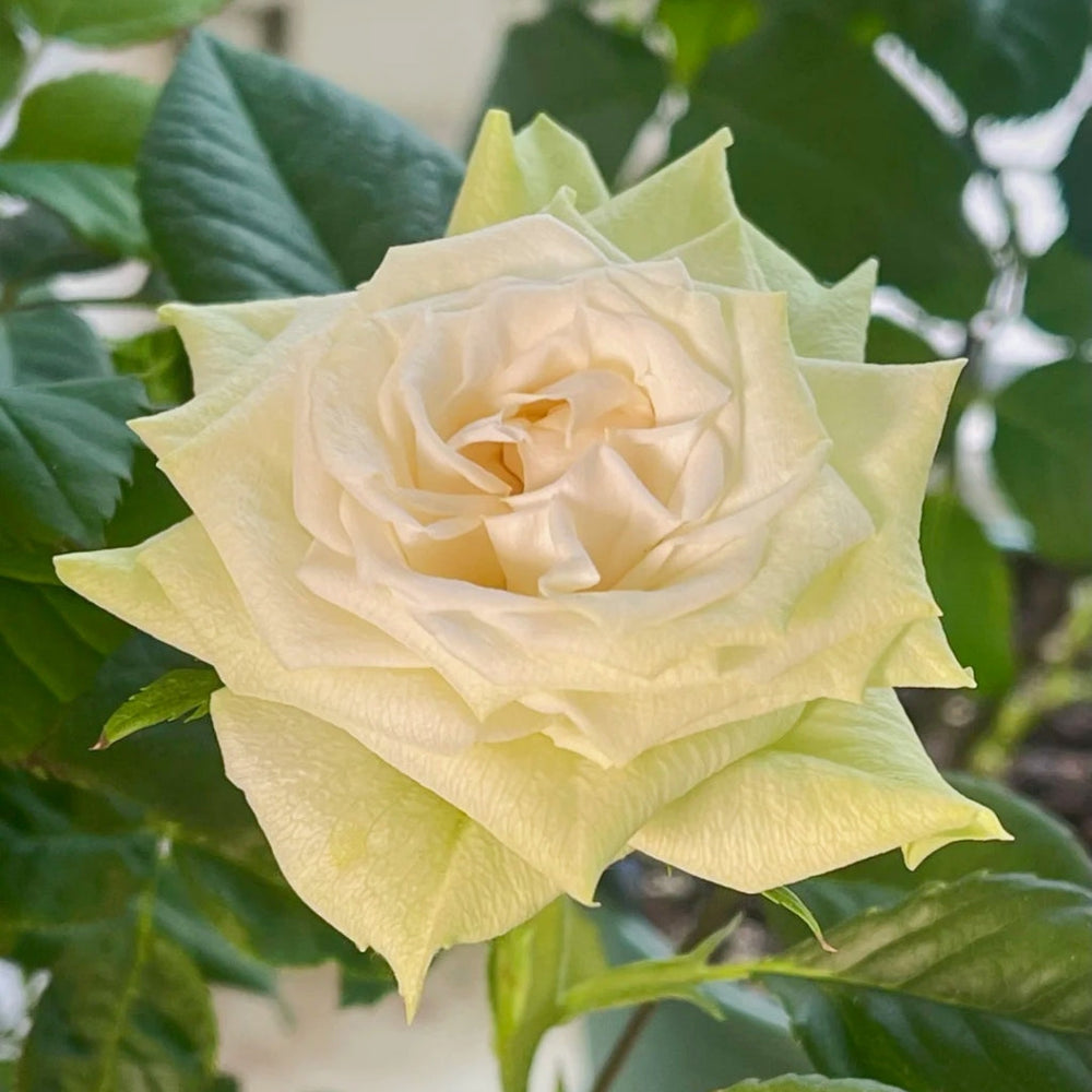 Athena Kordana Rose