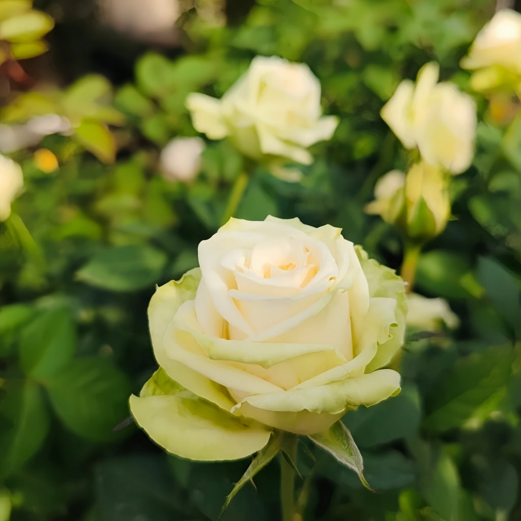 Athena Kordana Rose