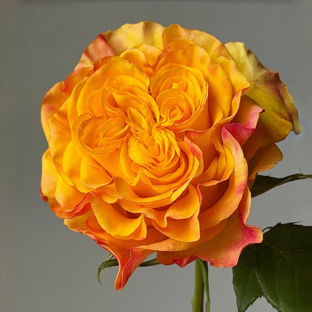Atomic Rose