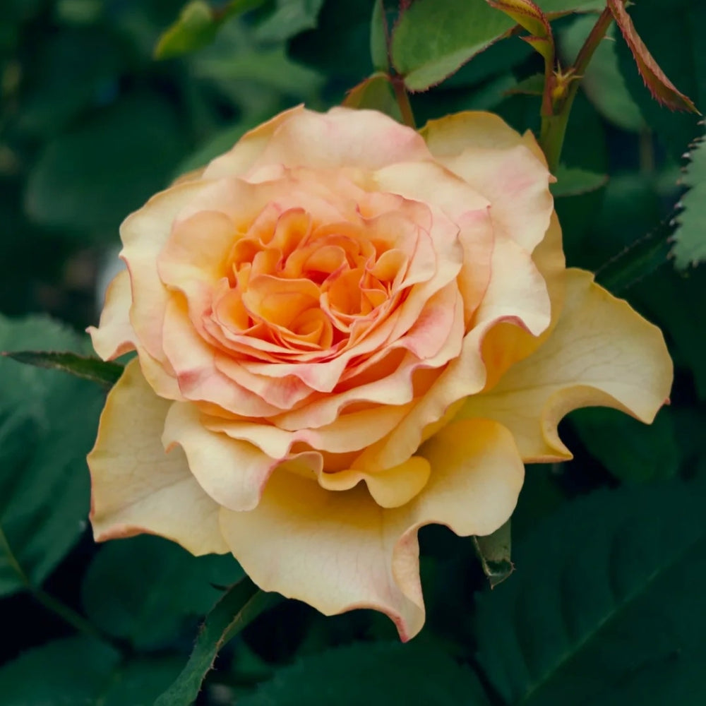 Atomic Rose