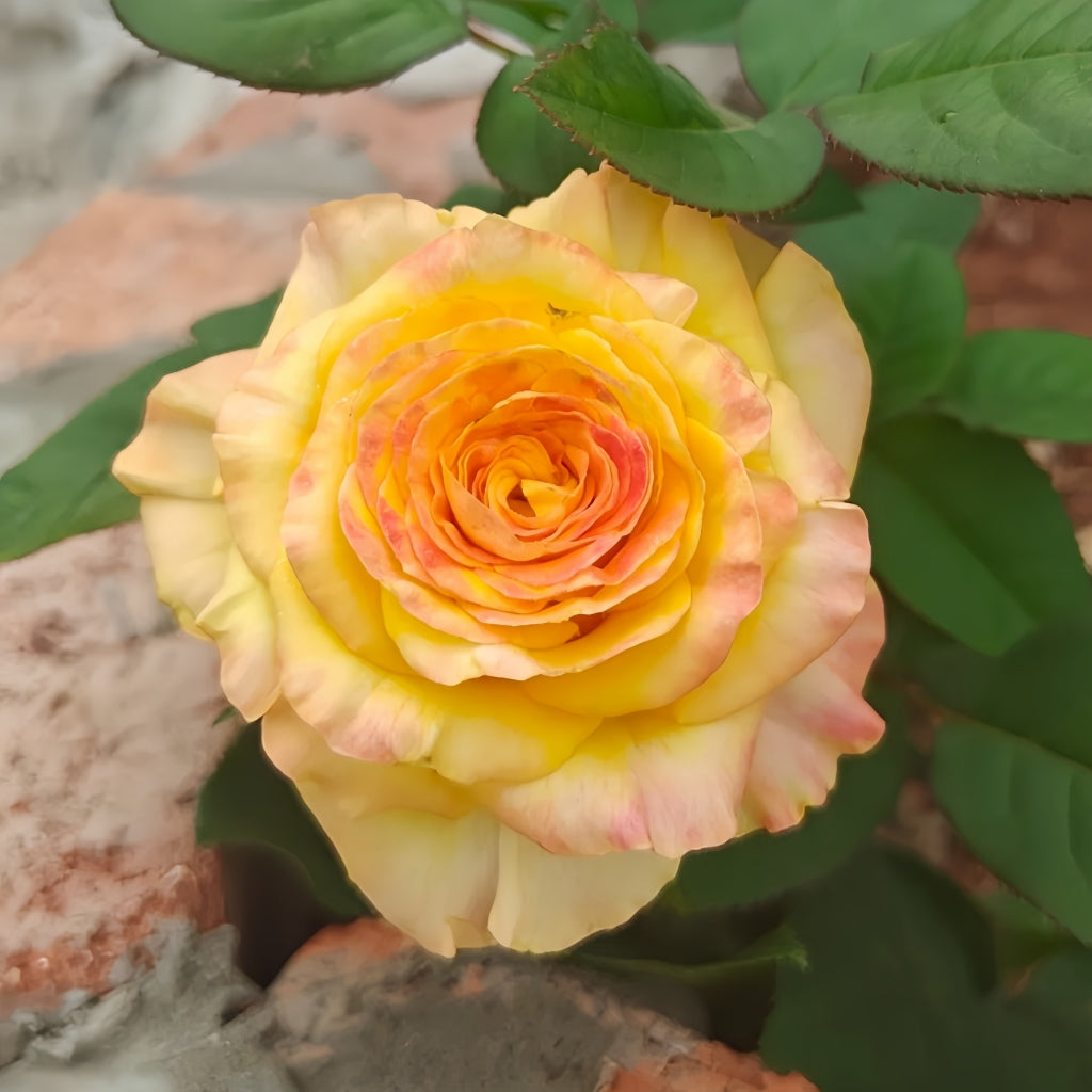 Atomic Rose