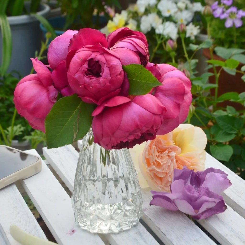 Autumn Rouge Rose
