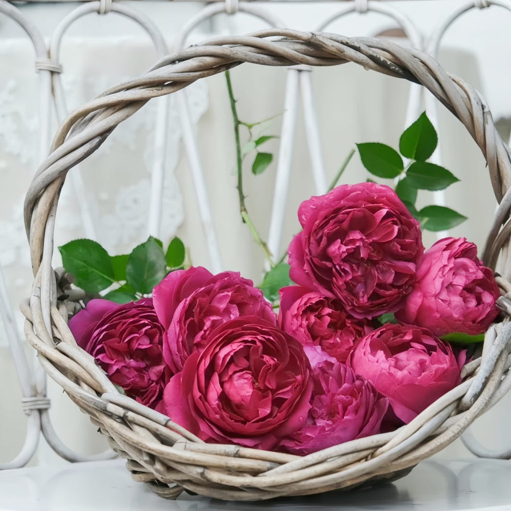 Autumn Rouge Rose