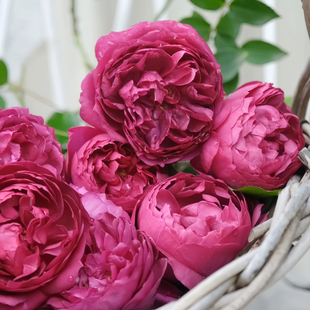 Autumn Rouge Rose