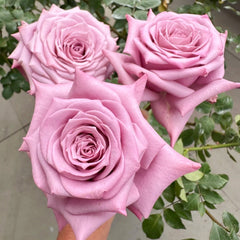 Avant Garde Rose
