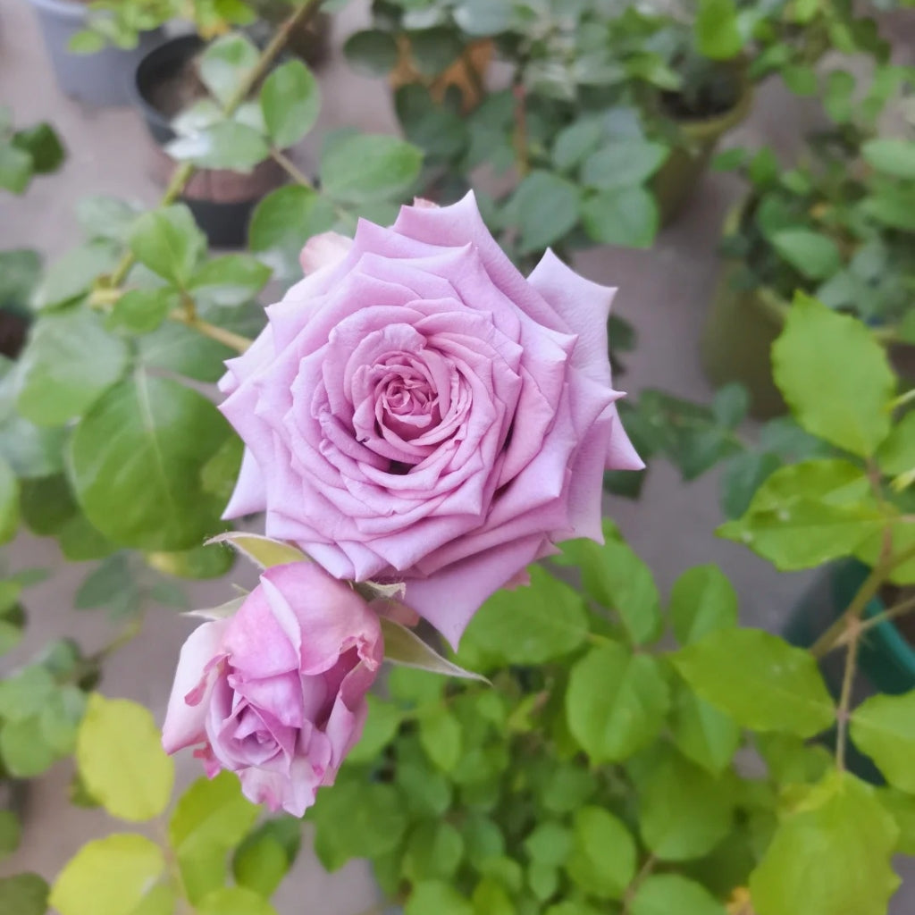 Avant Garde Rose