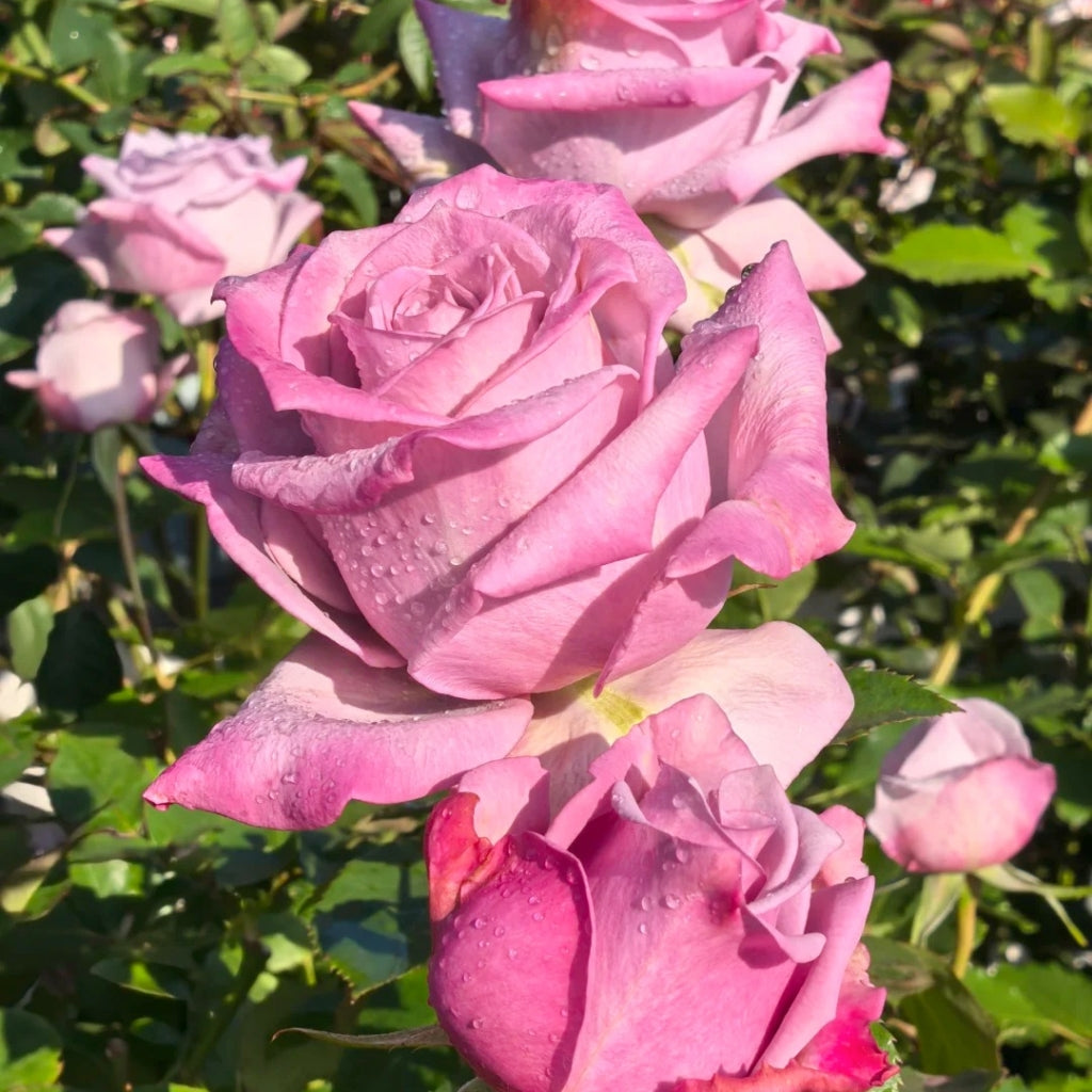 Avant Garde Rose