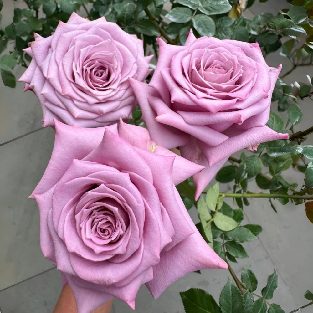 Avant Garde Rose