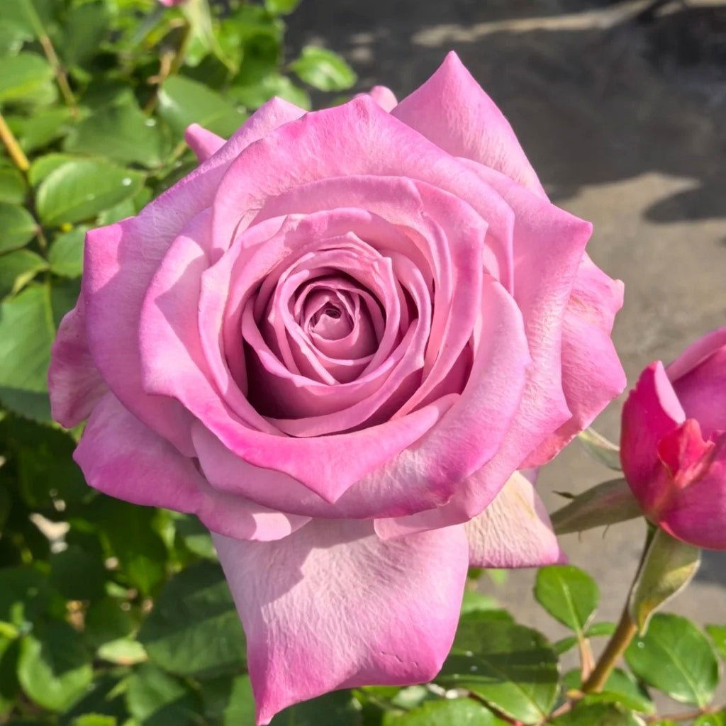 Avant Garde Rose