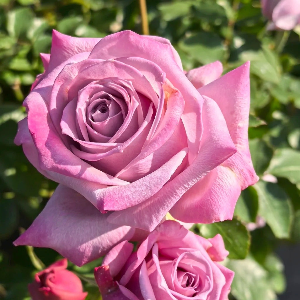 Avant Garde Rose