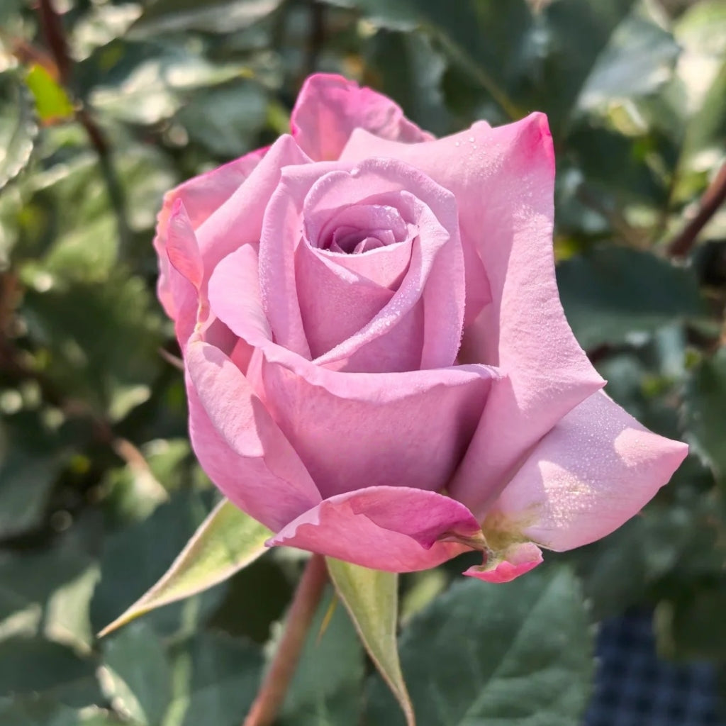 Avant Garde Rose
