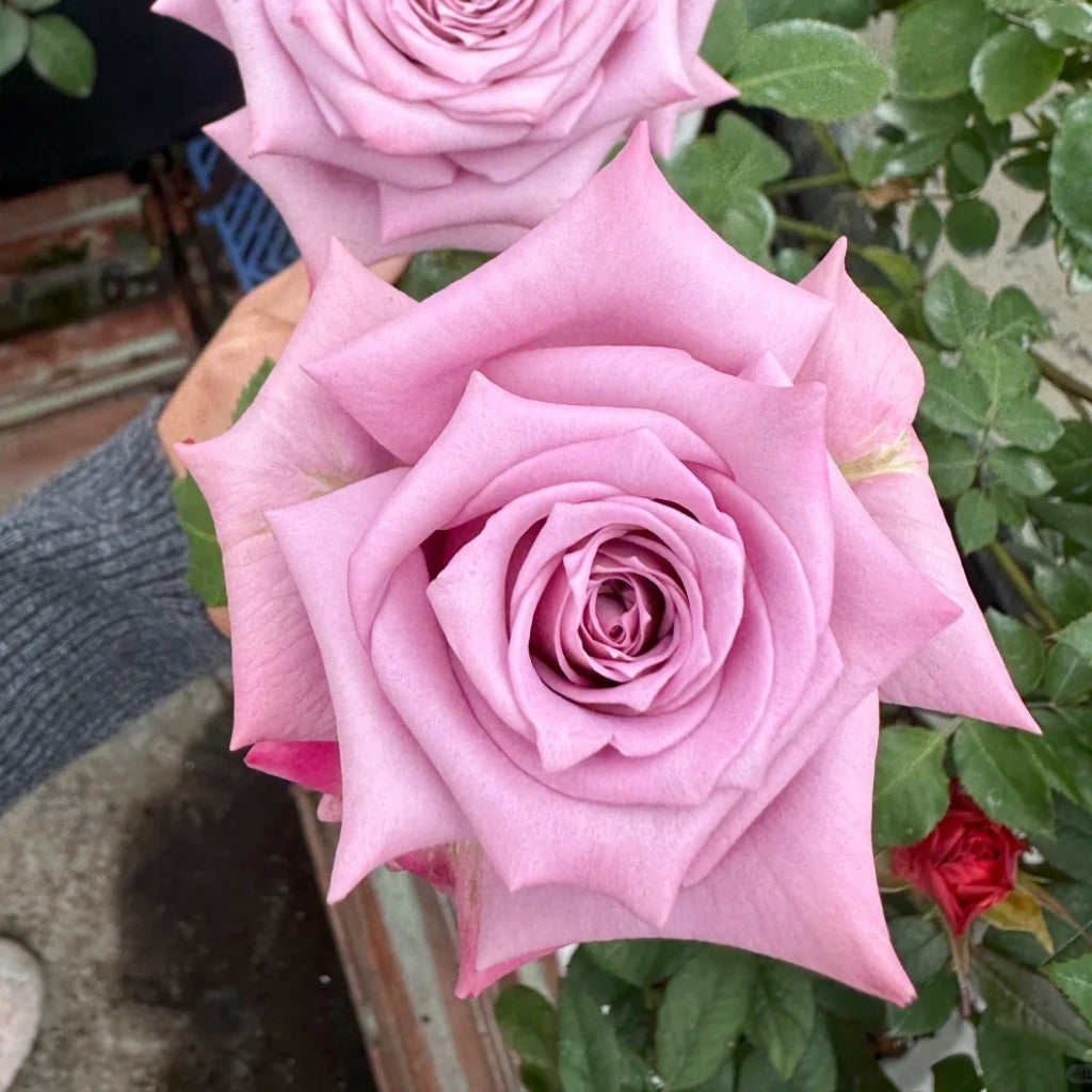Avant Garde Rose
