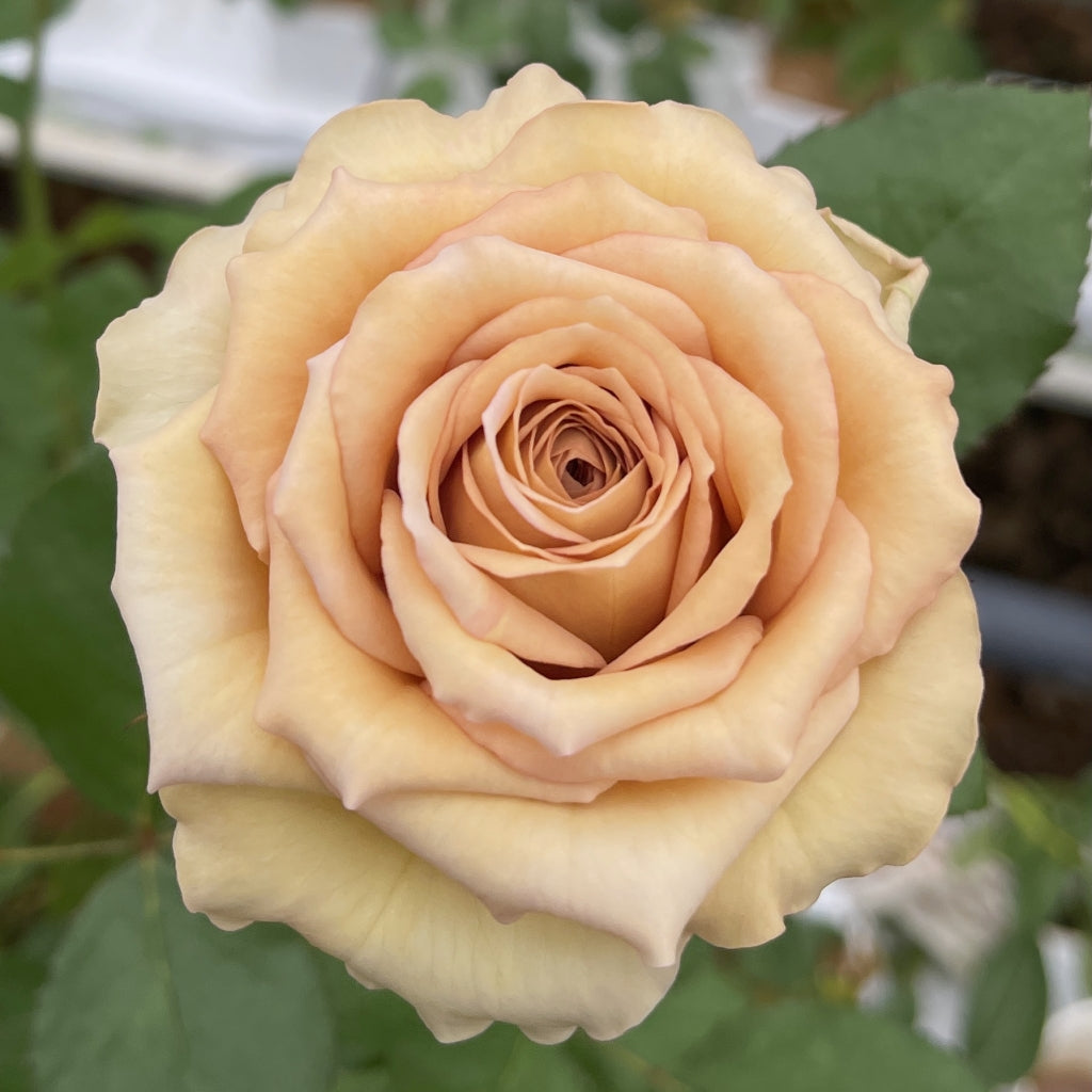 Bailey Rose