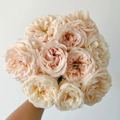 Baileys Rose