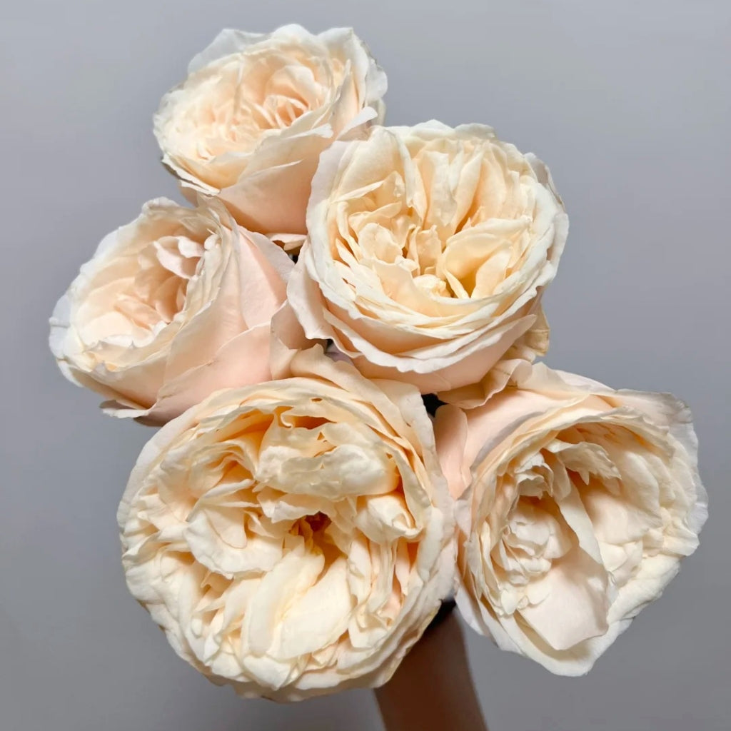 Baileys Rose