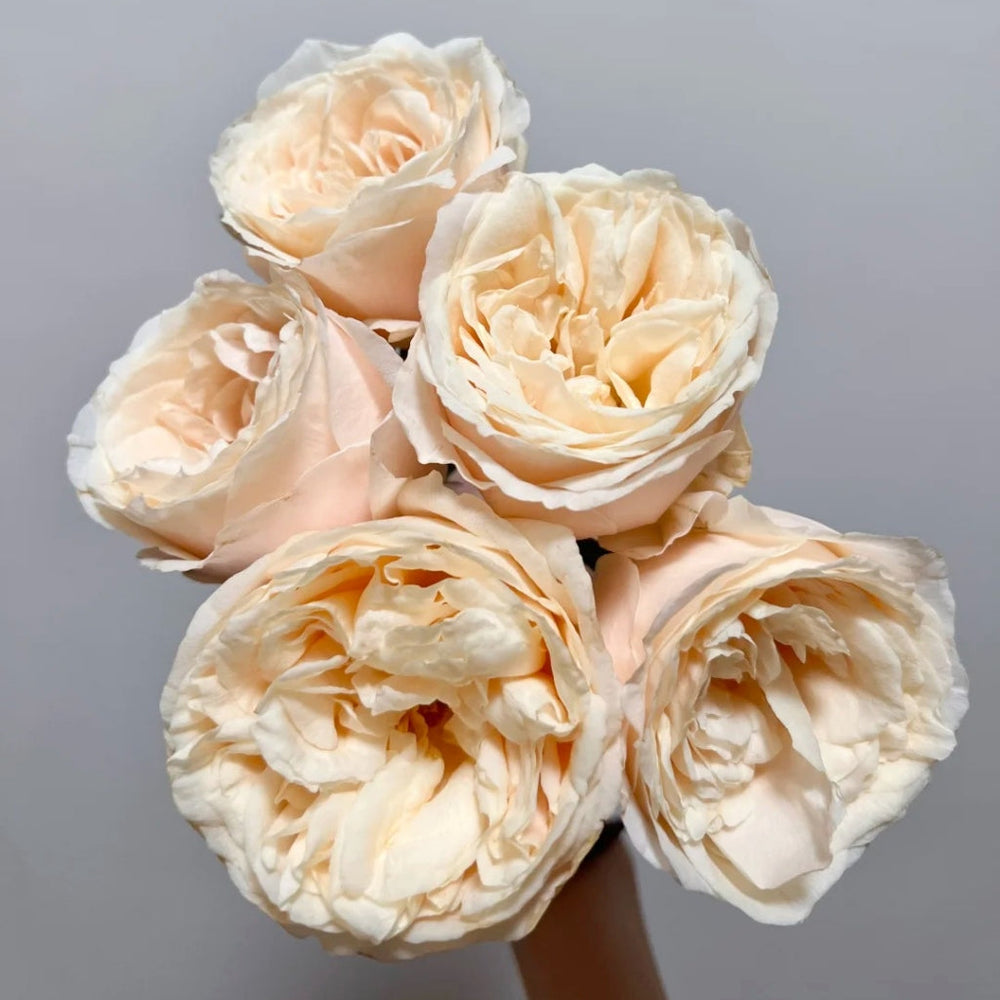 Baileys Rose