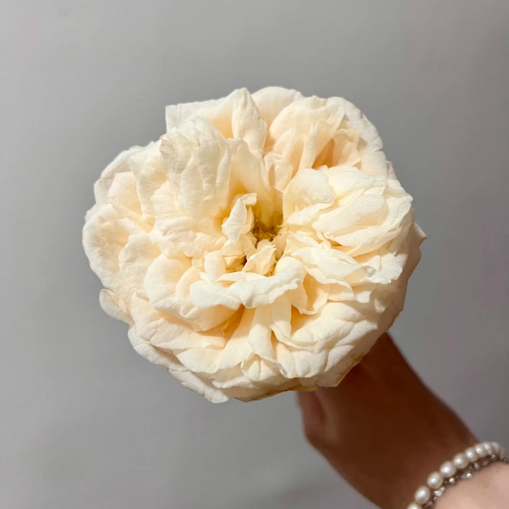 Baileys Rose