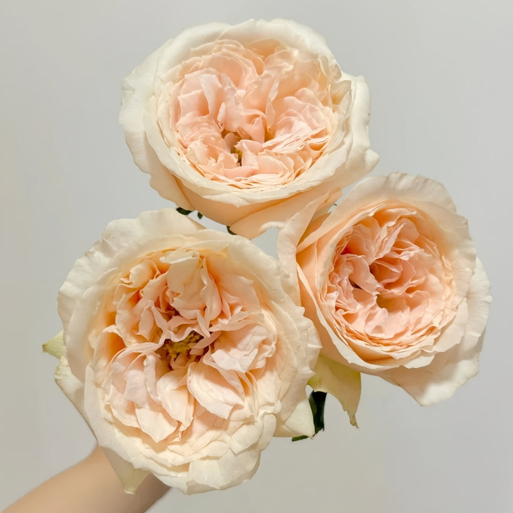 Baileys Rose