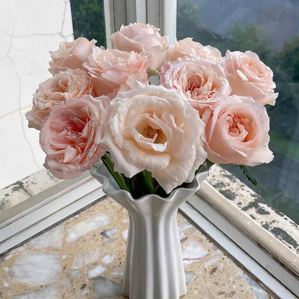 Bailitian Rose