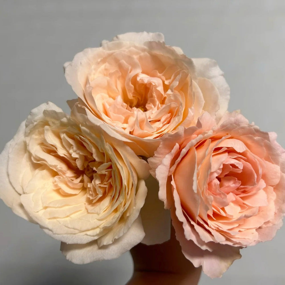 Bailitian Rose