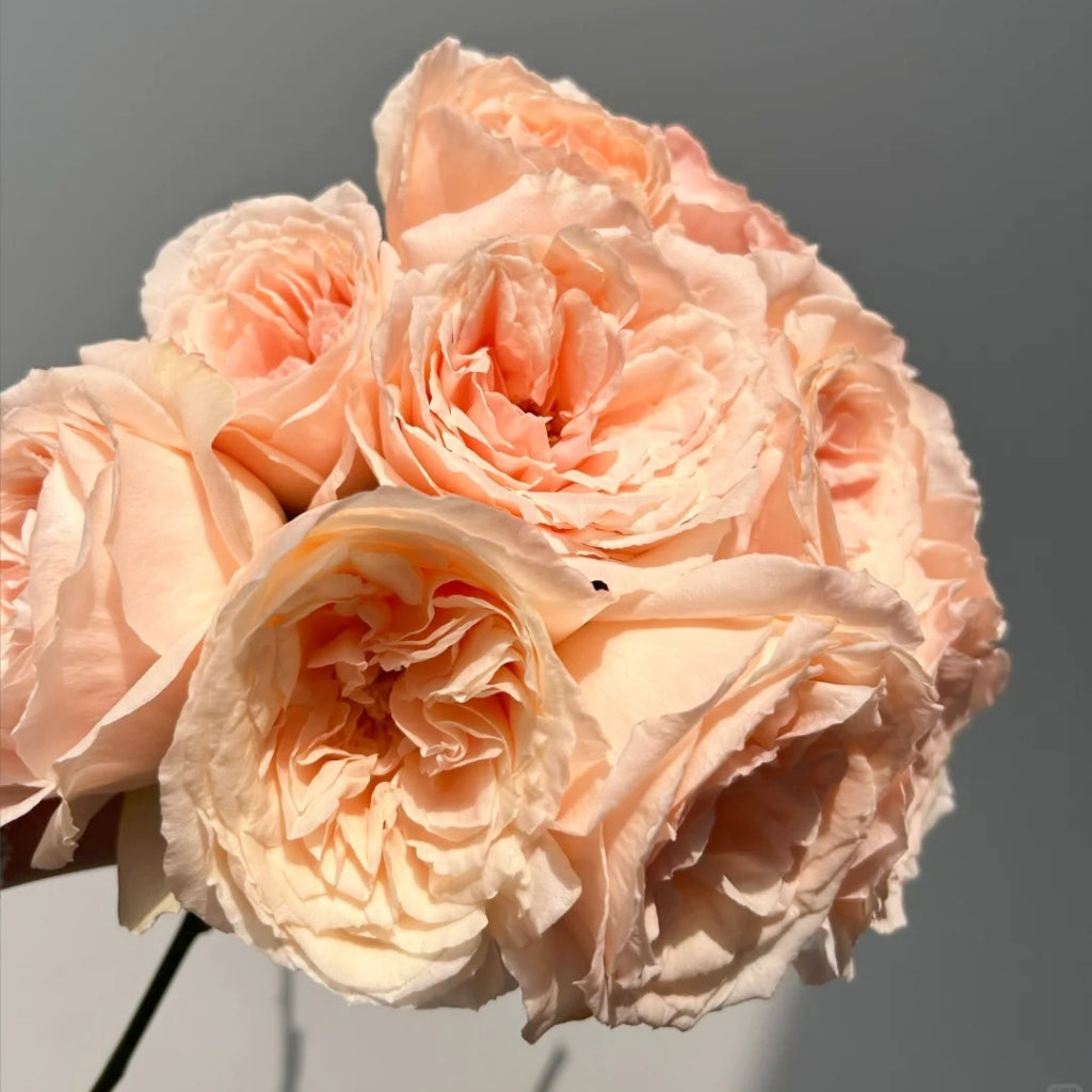 Bailitian Rose