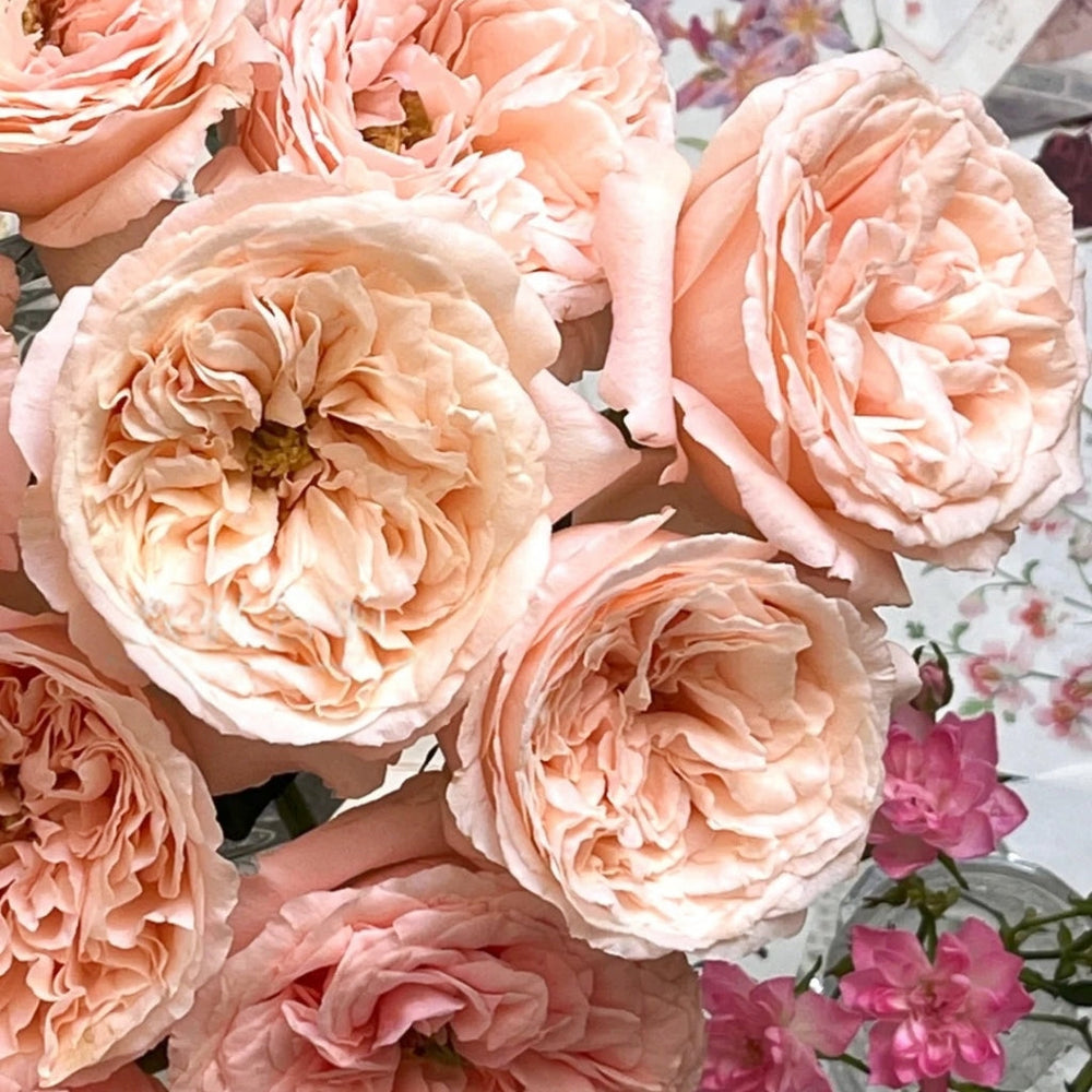 Bailitian Rose