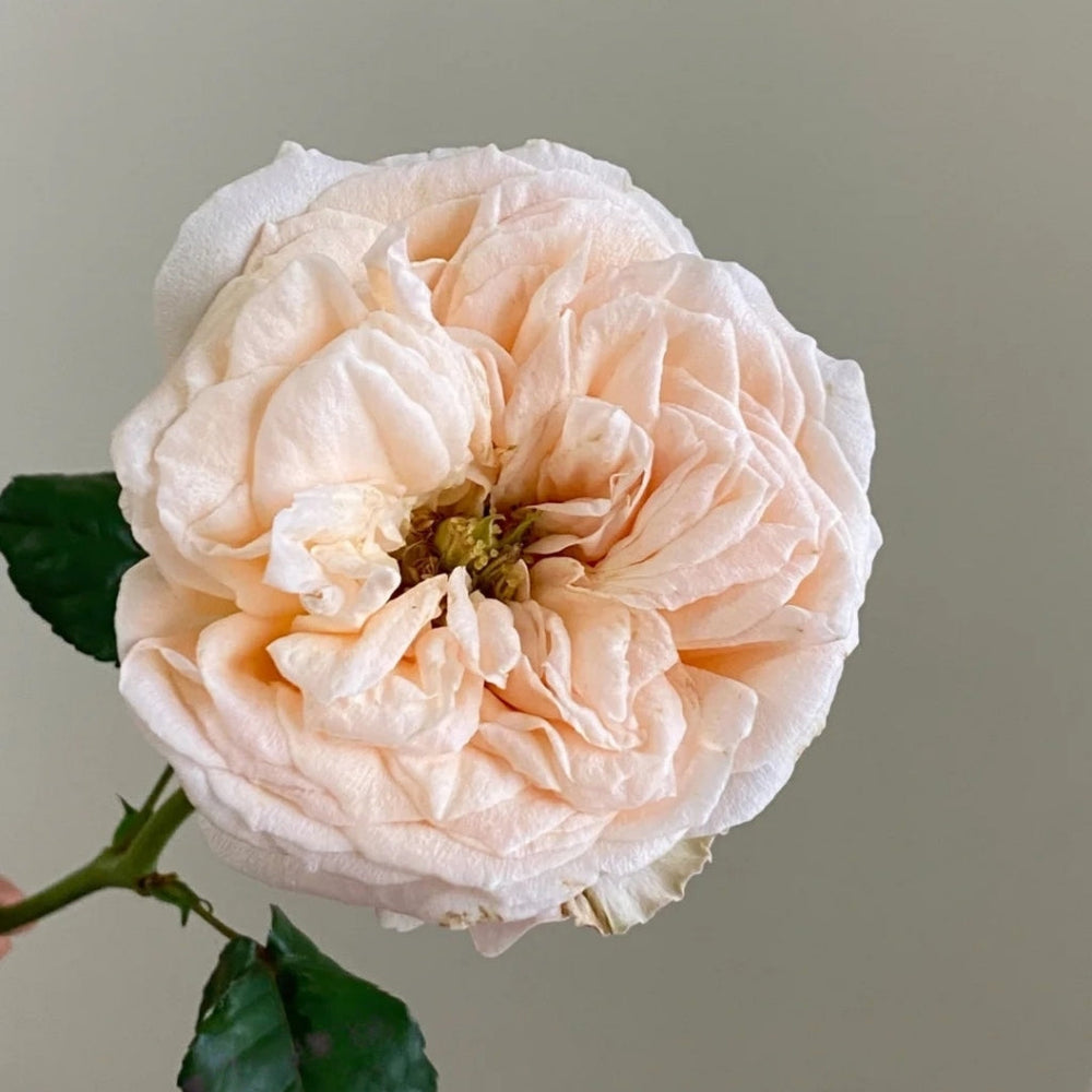 Bailitian Rose