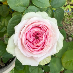 Ballerina Summerhouse Rose