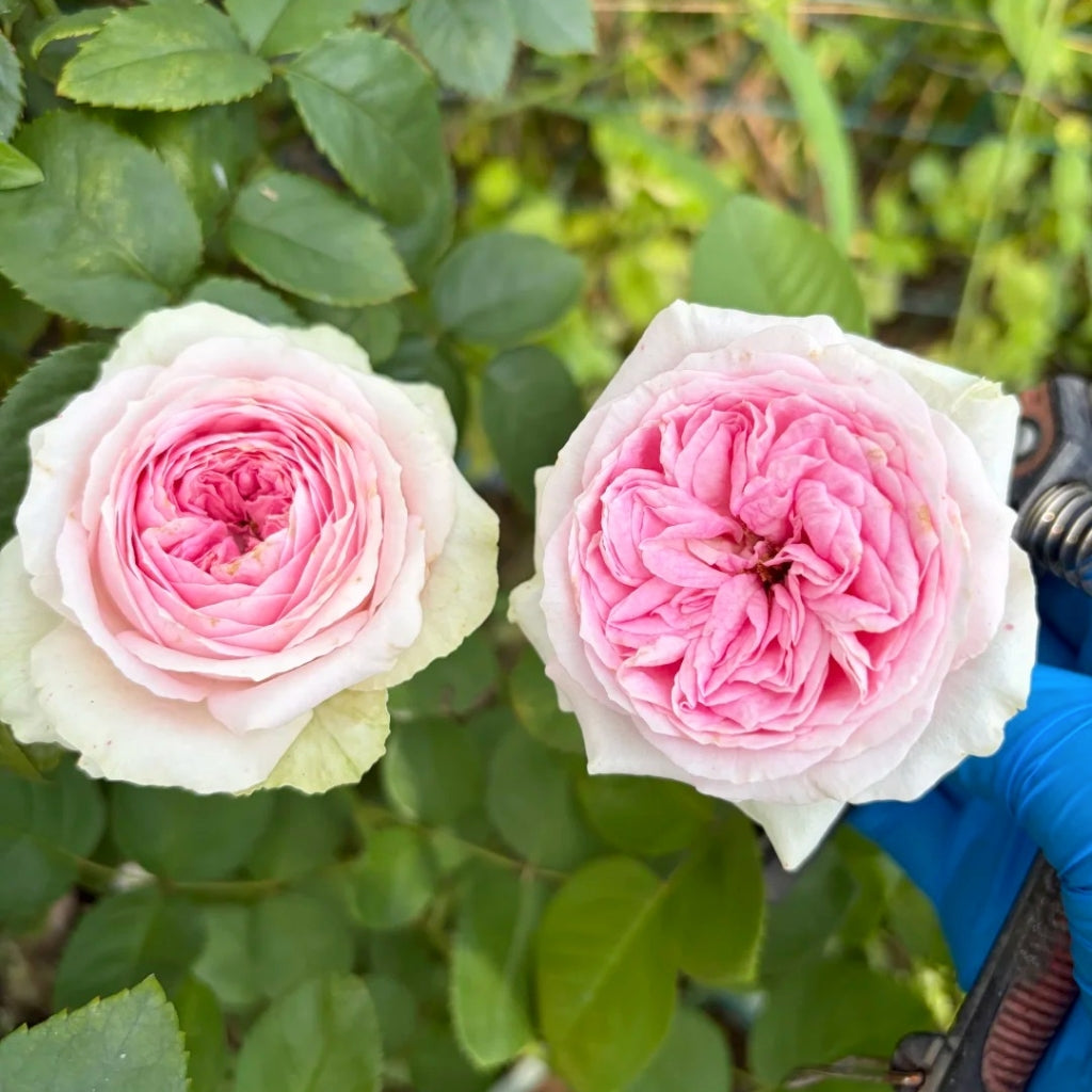 Ballerina Summerhouse Rose