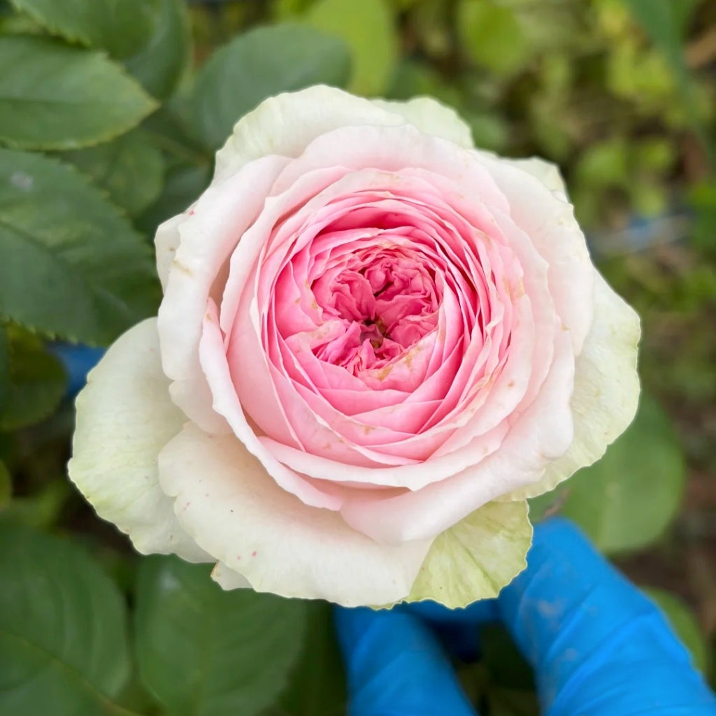 Ballerina Summerhouse Rose