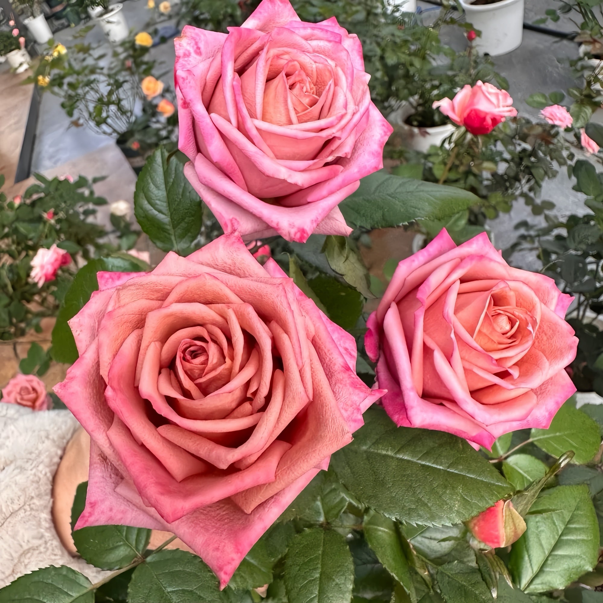 Barista Rose