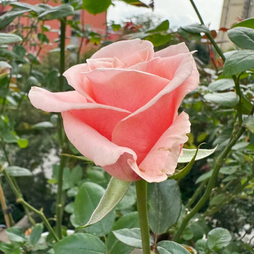 Believe in Pink Rose