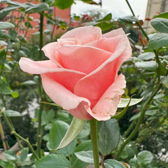 Believe in Pink Rose
