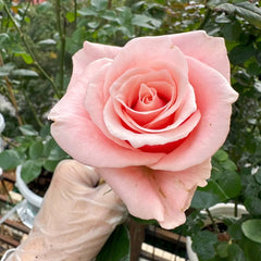 Believe in Pink Rose
