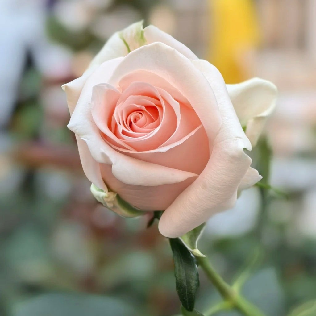 Believe in Pink Rose