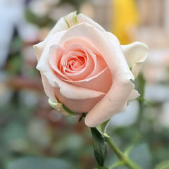 Believe in Pink Rose
