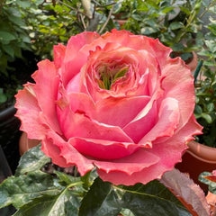 Belize Rose