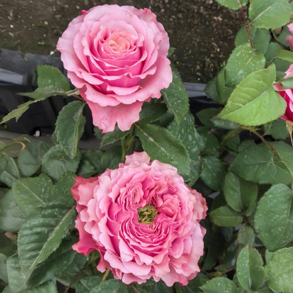 Belize Rose