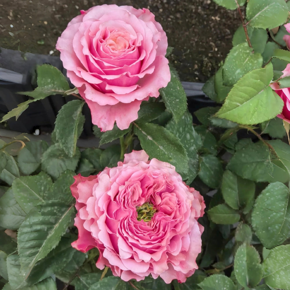 Belize Rose