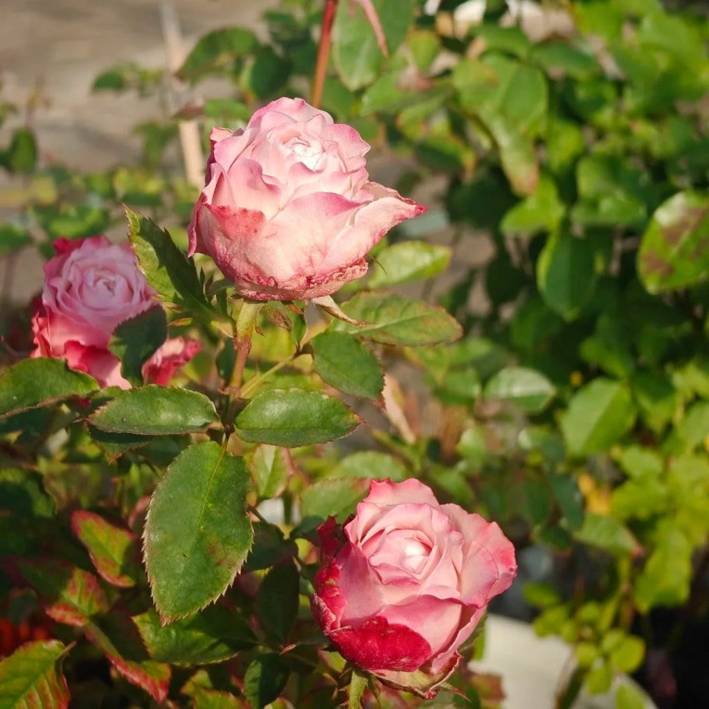 Belize Rose