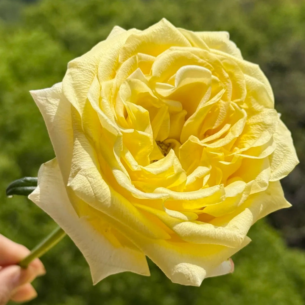 Bella Donna Rose