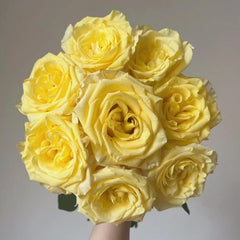 Bella Donna Rose